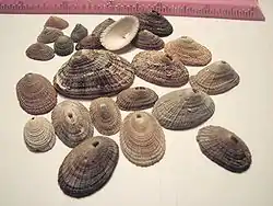 Keyhole limpet 01