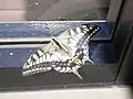 キアゲハPapilio machaonアゲハチョウ科