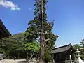 平安杉