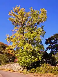 境内にあるイチョウ(2018年11月)