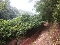 蜜柑畑の脇を下る