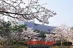 亀城公園の桜（2011年4月）