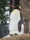 キングペンギン（2020年（令和2年）1月）