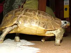 ベルセオレガメK. belliana