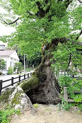 木の根橋