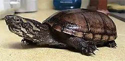 トウブドロガメ