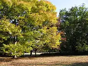 砧公園（2007年11月）