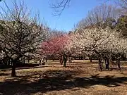 冬の砧公園。2月は梅の見頃。