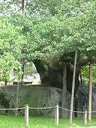 盛岡地方裁判所敷地内の石割桜