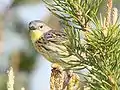 カートランドアメリカムシクイ Dendroica kirtlandii のメス。
