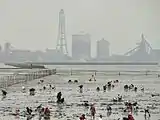 木更津海岸での潮干狩り