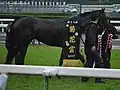 菊花賞表彰式