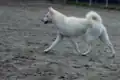 メスの子犬は6〜7ヶ月