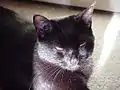 黒