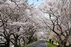 木曽川堤(サクラ)