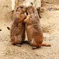 キスをするプレーリードッグ