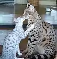 母猫にキスをする子猫(サバンナ猫(英語版))