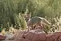 キットギツネV. macrotis