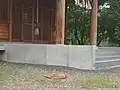 境内にいるキタキツネ