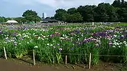 北山公園（東村山市）（2009年6月）