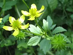 キツネノボタン