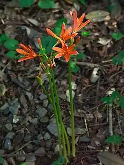 キツネノカミソリ