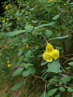 Impatiens noli-tangere