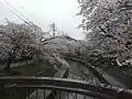 7.吉田川の桜