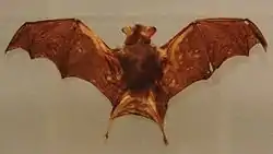 キティブタバナコウモリ