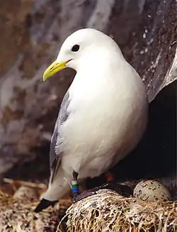 ミツユビカモメRissa tridactyla