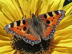 コヒオドシAglais urticae(タテハチョウ族(Nymphalini))