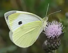 Pierini(シロチョウ族)モンシロチョウ