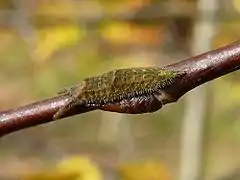 10月に観察された本種の若齢幼虫, ドイツ