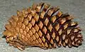 英名Knobcone pineと呼ばれるPinus attenuataの球果