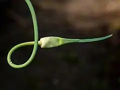総苞に包まれた花序と花茎