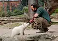 クヌートの世話をするトーマス・デルフライン。（2007年4月19日、ベルリン動物園）