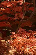 紅葉:イロハカエデ(須磨離宮公園)