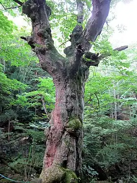 茂来山の巨大トチノキ「コブ太郎」