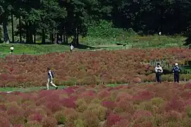 秋の紅葉畑