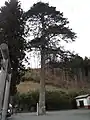 注連縄を巻かれたモミ(岩手県小鎚神社)