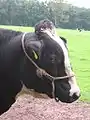 縄製の無口を装着した牛の頭部