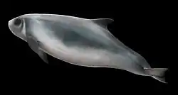 オガワコマッコウ