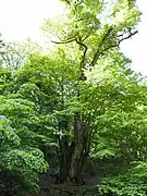 カツラの巨木