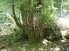 甲森谷最大のカツラ
