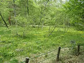 鯉ヶ窪湿原
