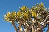 The flowers of the Quiver tree in May. Augrabies National Park, South Africa.