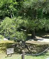 玄関前庭の都道府県植樹(愛媛県のくろまつ)