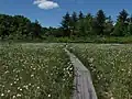 ワタスゲの群落（6月）