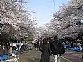 春の駒沢公園。花見スポットとして有名。