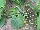 キュウリCucumis sativus
